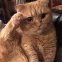 :CatSalute