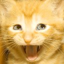 :AwesomeCat