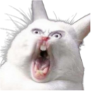 :Bunny