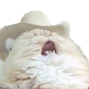 :CatSong