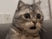 :Catastrophe