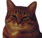 :Catruism