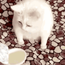 :catsick