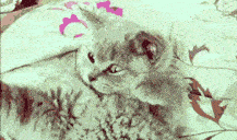 :catspalm