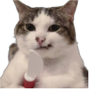 :CatAllCanMakeBetter