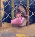 :HungryBear