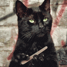 :blackcat