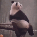 :Sadpanda