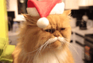 :Santacat