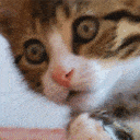 :Wowkitty