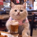 :catbeer