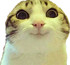 :cat_smile