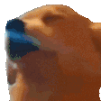 :doggo