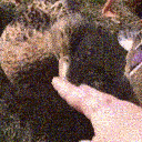 :wrath_of_duck