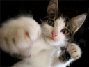 :cat_power
