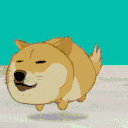 :doge