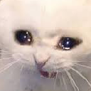 :cat_cry
