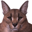:kit