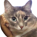 :CatListener