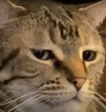 :meh