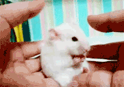 :mouse