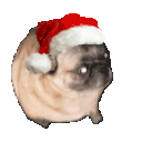 :christmaspug