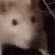 :rat