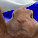 :krolik