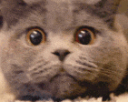 suprise_cat