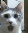 suprise_cat2