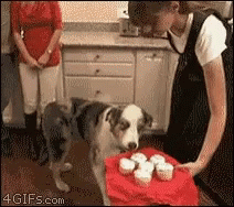 :dramadog