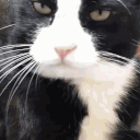 :catnose